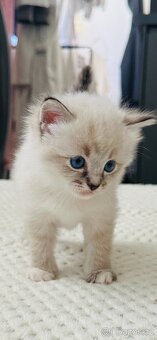Ragdoll - 3