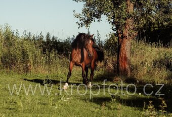 klisna Welsh pony of cob type - 3
