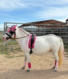 Sulka za pony, postroj minishetty - 3