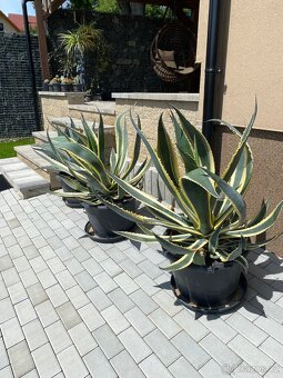 ALOE VERA - 3