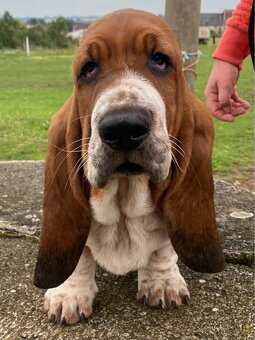 Basset Hound štěňátka s PP - 3