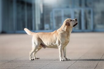 Labrador retriever s PP - Nabídka krytí - 3