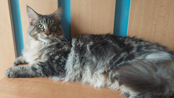 Mainska myvalia Mainne coon Mco - 3
