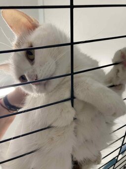 Tom je mazlivý kocourek čekající v útulku na domov - 3