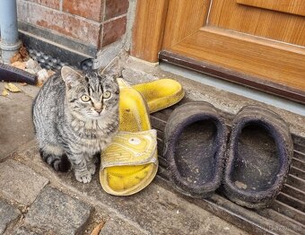 Daruji koťátko - 3