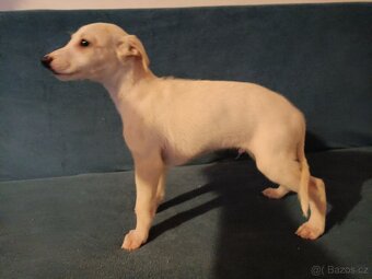 Whippet - štěňátka bez PP - 3