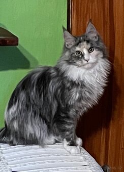 Mainská mývalí s pp - 3