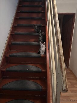 Mainská mývalí koťátka bez papírů - 3