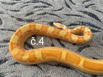 Boa constrictor - Hroznýš královský - 3