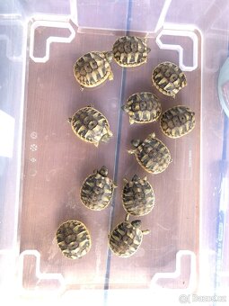 Želva zelenavá - Testudo hermanni - 3