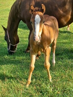 Quarter horse klisnička - 3