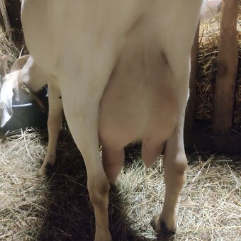 Bílá a Hnědá mramorovaná. - 3