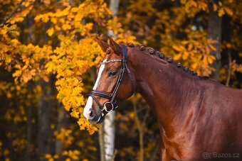 Drezurní westfálský valach - 3