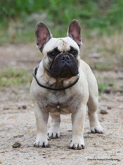 Francouzský buldoček s PP FCI - 3