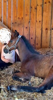 Furioso klisnička - 3