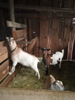 Kozička březí - 3