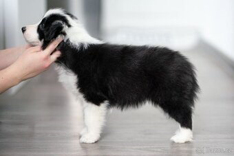 Border kolie s PP - 3