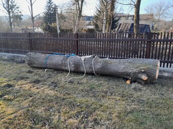 Prodám lipove drevo kmen - 3