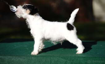 Štěňátko - pejsek Jack Russell Teriéra s PP - 3