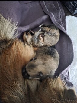 Štěňata pomeraniana - 3