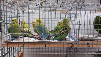 Kakariki andulky - 3