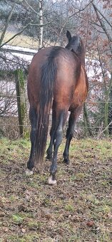 Český teplokrevník - 3