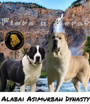 Stredoásijský pastevecký ovčiak s PP - 3