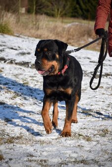 Najde rotvajler Art domov? - 3