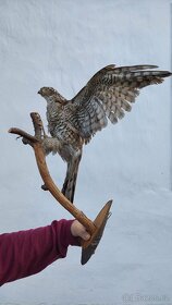 Jelení trofeje, vycpaní ptáci - 3