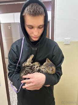 Daruji do dobrých ruk kočičku - 3