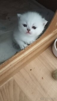 Britská kočička  s PP - 3