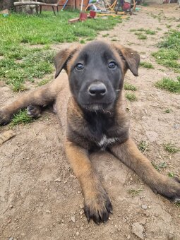 Belgický ovčák malinois - 3