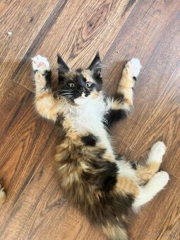 maciatka Maine coon/ mainske myvalie s PP - 3
