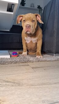 American Bully standard - k odběru - 3