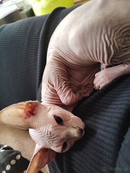 Kotě Sphynx - 3