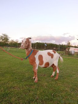 Prodám kozy a kozlíka. - 3