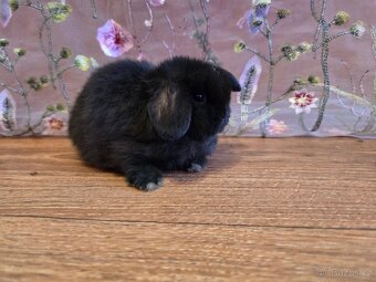 Minilop mláďata - 3