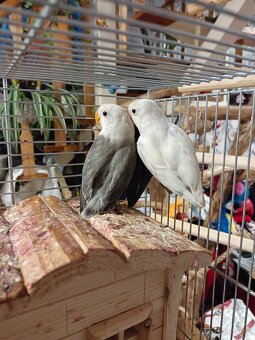 Agapornis Fishery - 3