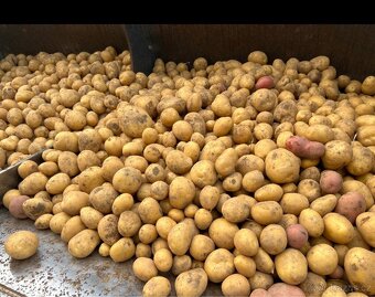 PRODÁME BRAMBORY, konzumní, krmné. - 3