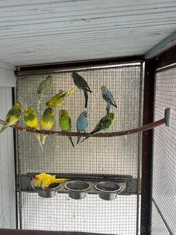 Andulka vlnkovaná - 3