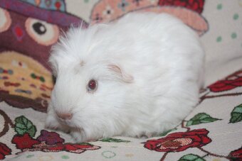 Morčata dlouhosrstá kluci - 3