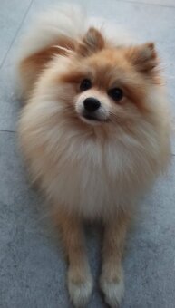 Pomeranian špic - 3