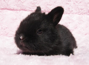 Zakrslý krátkouchý králíček , malinkatý sameček - 3