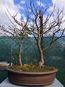 Bonsai, bonsaj Lípa - 3
