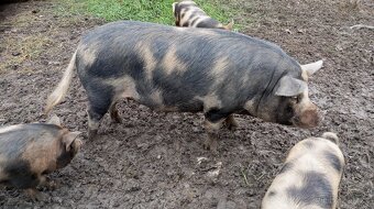 KUNE KUNE - 3