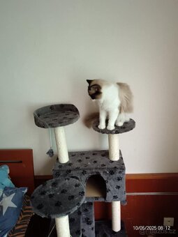 Ragdoll - 3