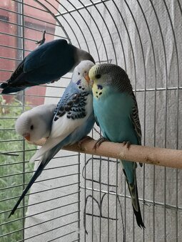 Andulka, Agapornis - 3