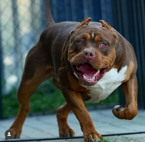 American bully standard xl xxl - 3