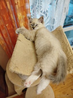 Ragdoll - 3