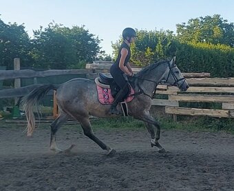 Valach do sportu - 3